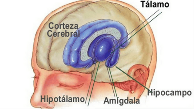 funcion del talamo1